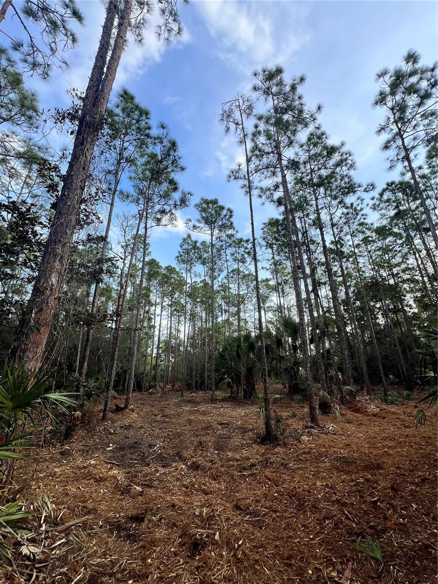 Image 42 of 49 For  Pantera Ln  