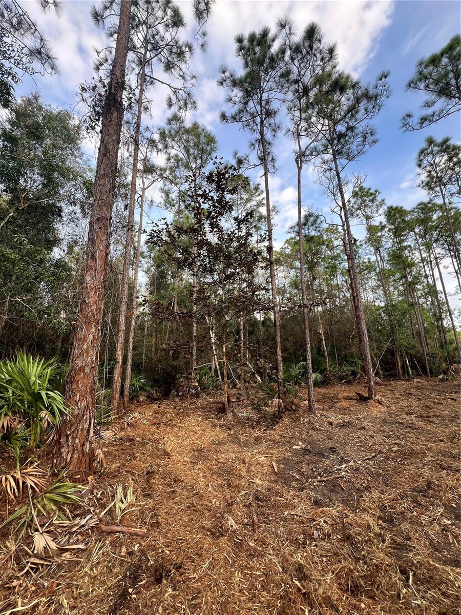 Image 43 of 49 For  Pantera Ln  