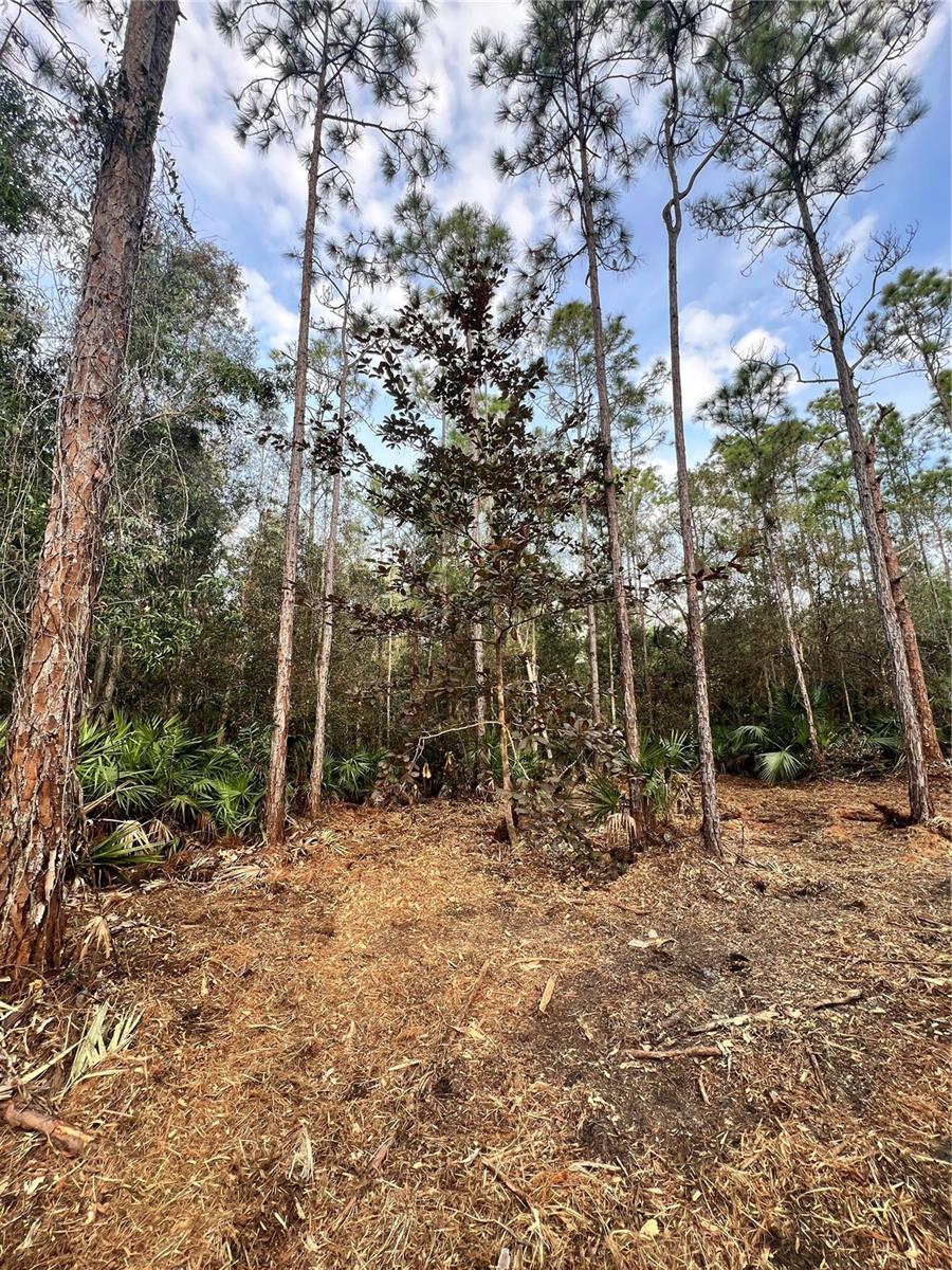 Image 44 of 49 For  Pantera Ln  