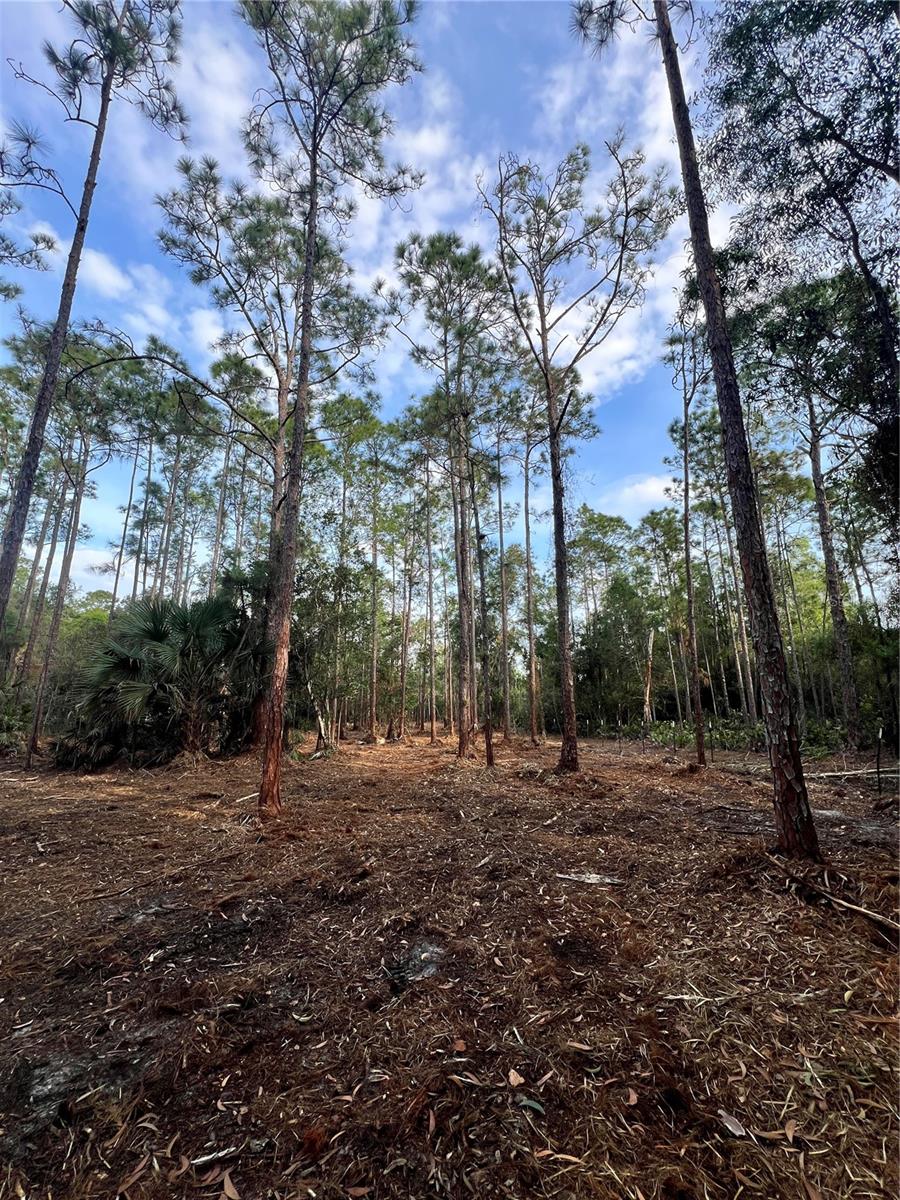 Image 45 of 49 For  Pantera Ln  