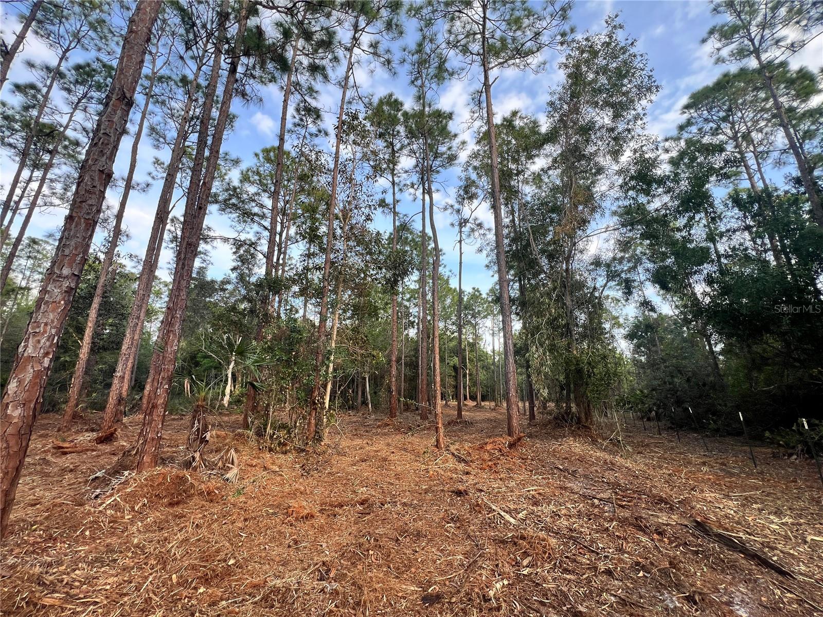 Image 46 of 49 For  Pantera Ln  