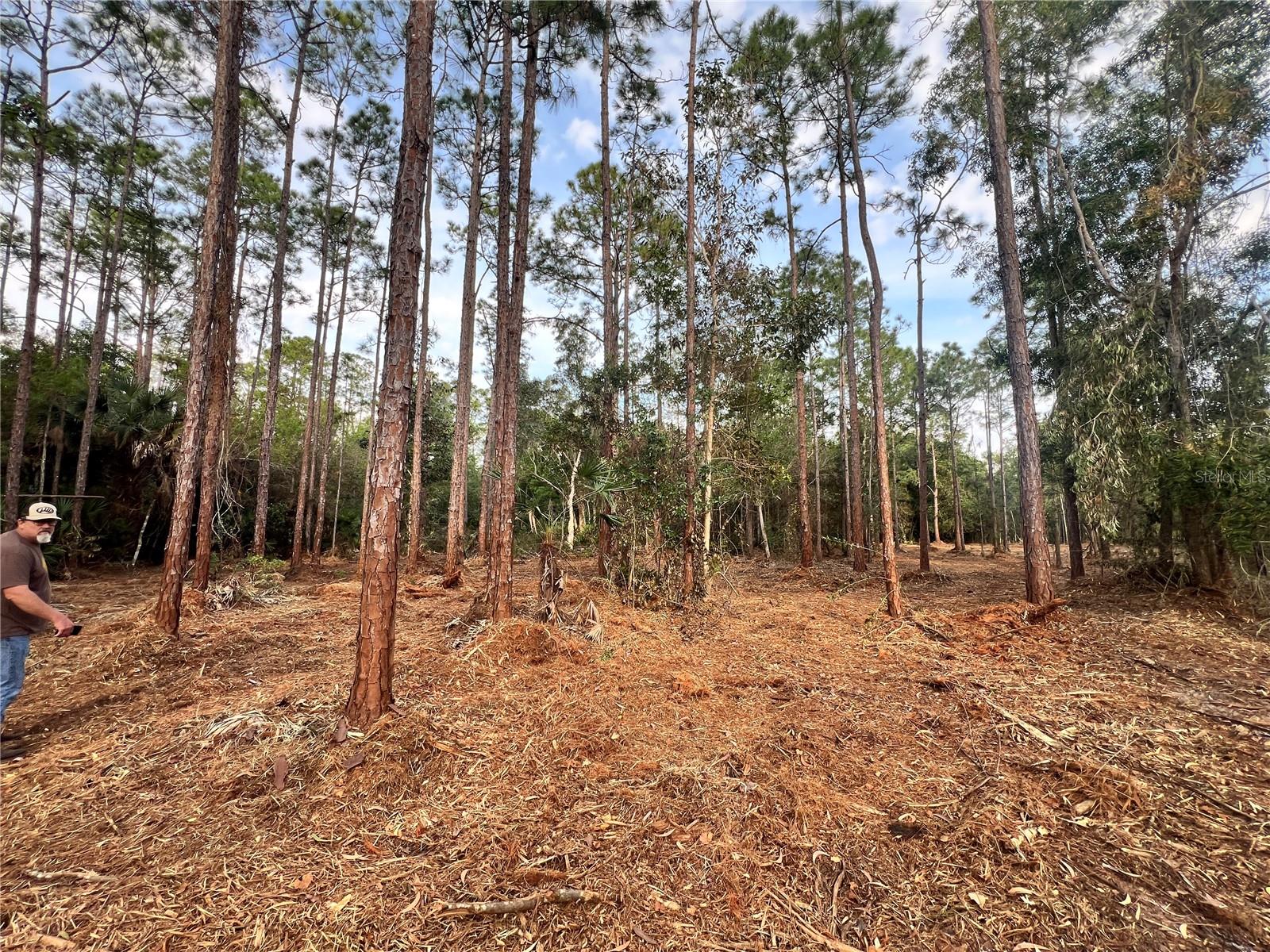 Image 47 of 49 For  Pantera Ln  