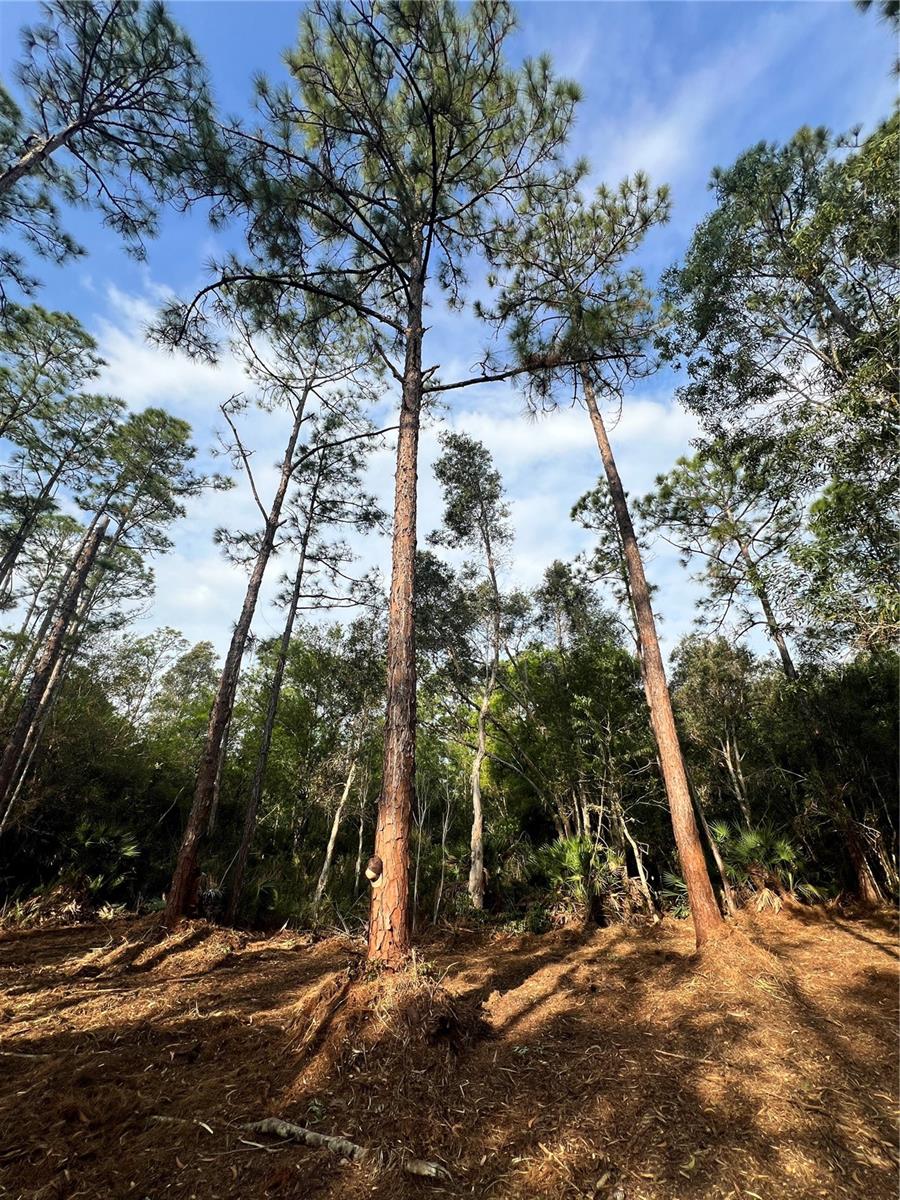 Image 48 of 49 For  Pantera Ln  