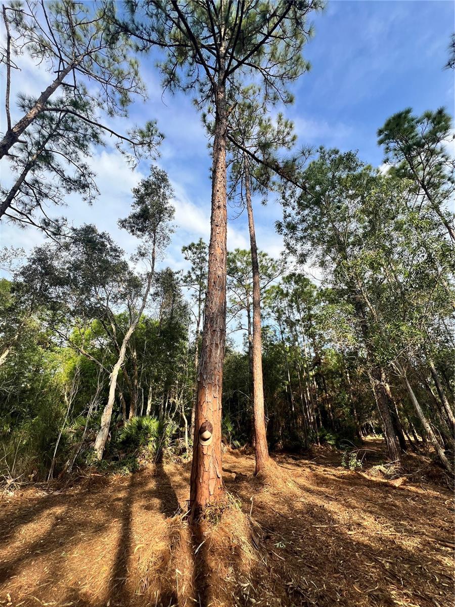 Image 49 of 49 For  Pantera Ln  