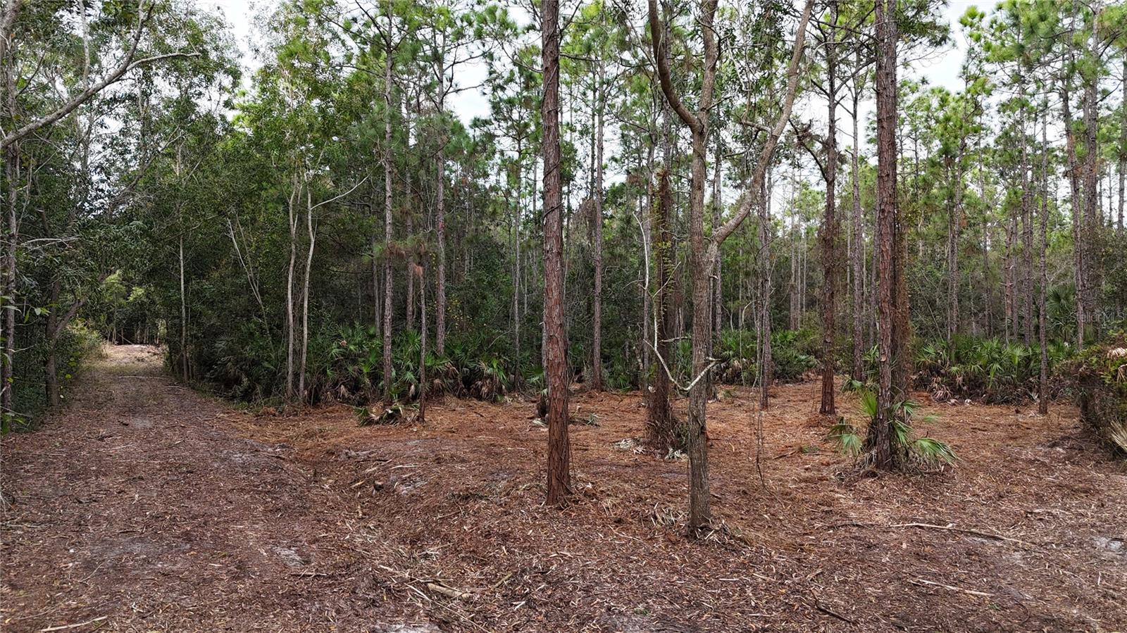 Image 8 of 49 For  Pantera Ln  