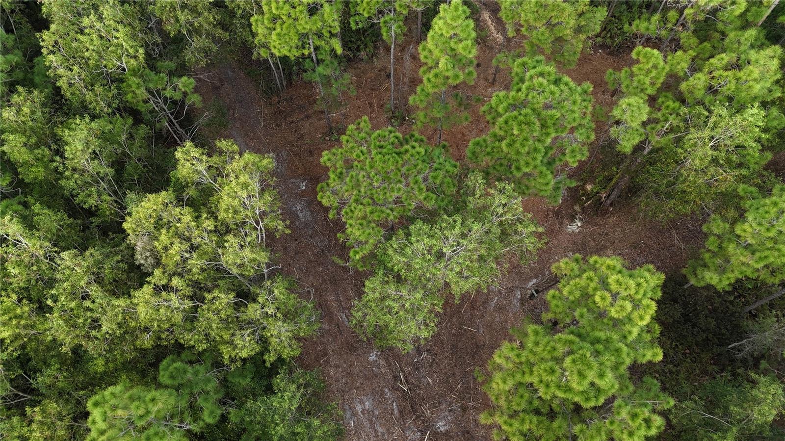 Image 9 of 49 For  Pantera Ln  