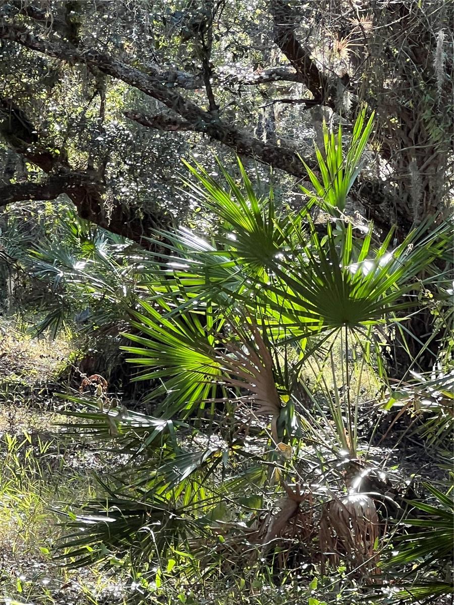 Image 72 of 97 For Address Not Provided