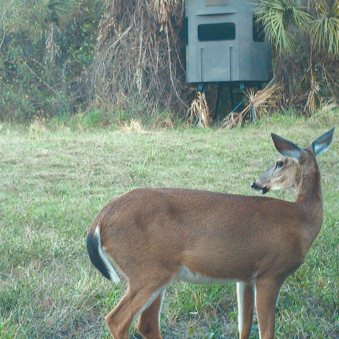 Image 78 of 97 For Address Not Provided