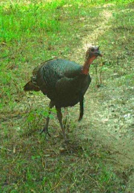 Image 82 of 97 For Address Not Provided