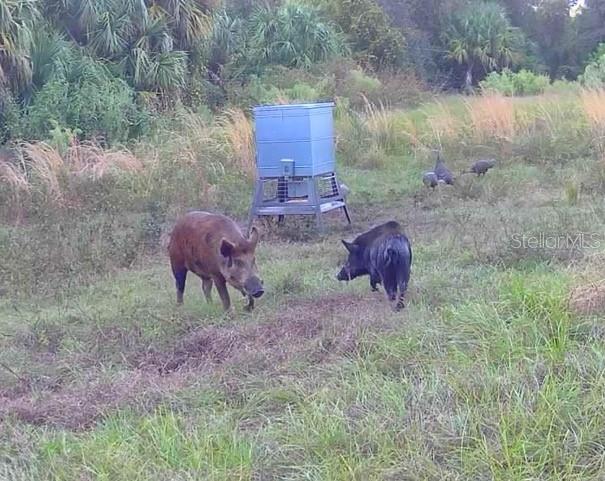 Image 85 of 97 For Address Not Provided