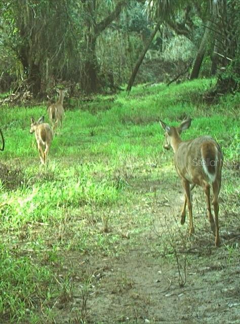 Image 86 of 97 For Address Not Provided