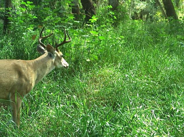 Image 88 of 97 For Address Not Provided