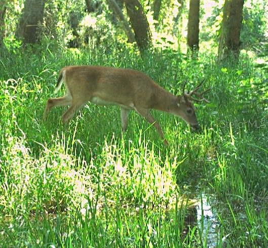 Image 91 of 97 For Address Not Provided