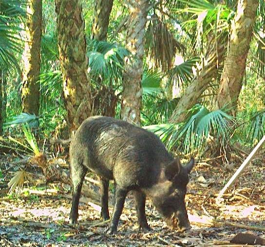 Image 96 of 97 For Address Not Provided