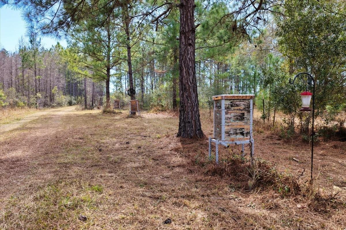 Image 5 of 70 For 60 Acres Clyatt Road