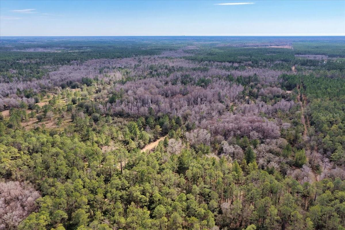 Image 59 of 70 For 60 Acres Clyatt Road