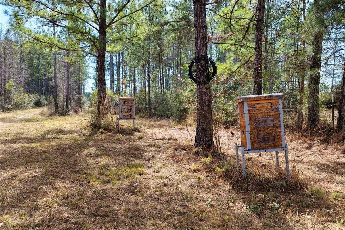 Image 6 of 70 For 60 Acres Clyatt Road