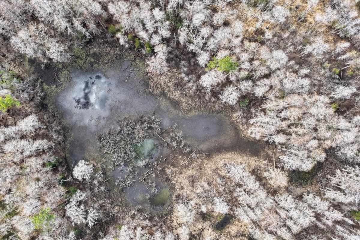 Image 63 of 70 For 60 Acres Clyatt Road