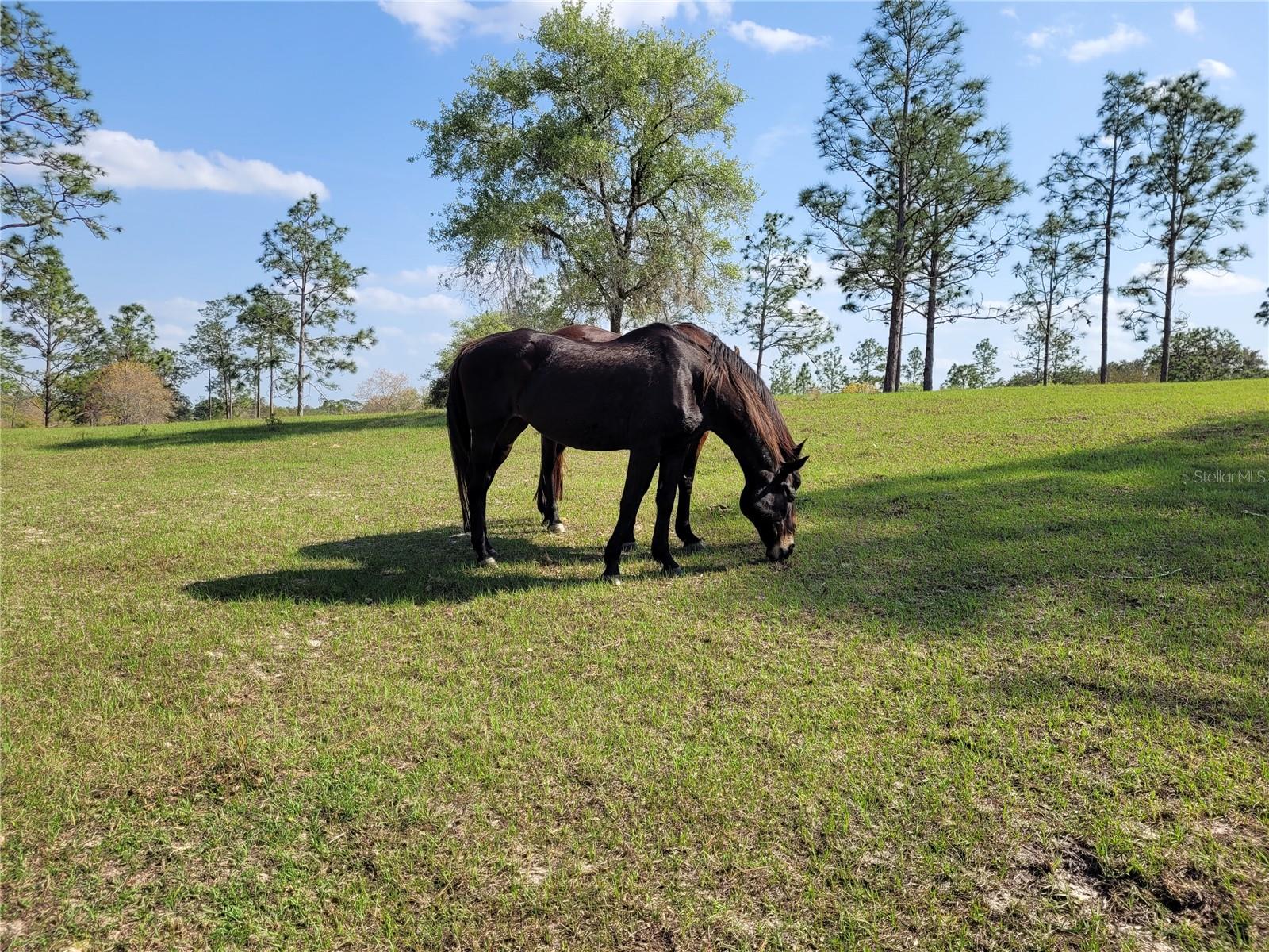 Image 44 of 58 For 7150 147th Avenue 1