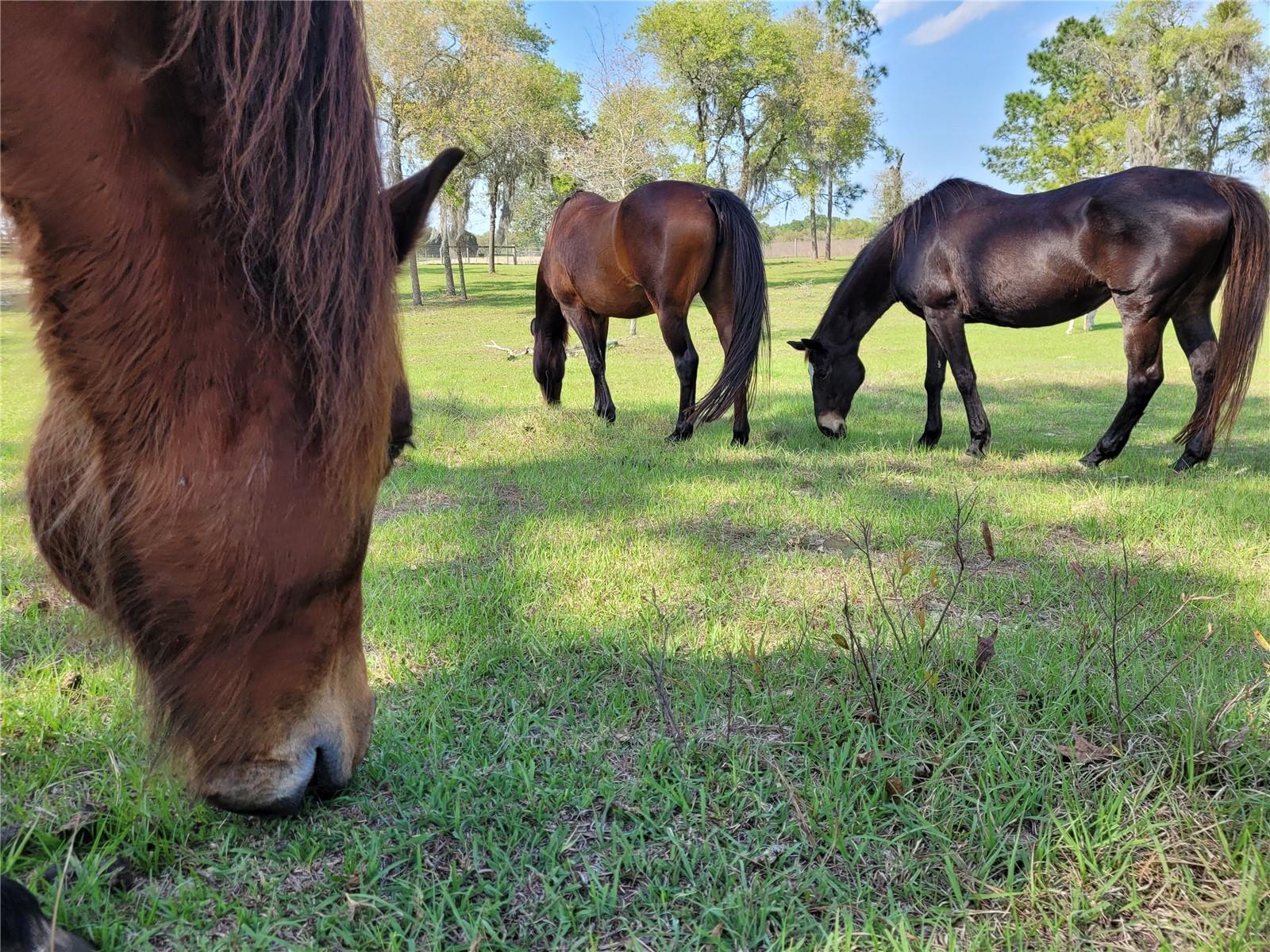 Image 46 of 58 For 7150 147th Avenue 1