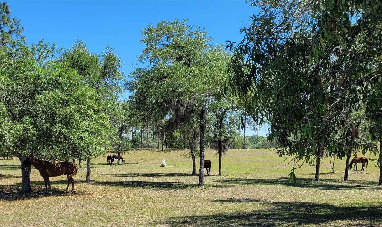 Image 27 of 55 For 7150 Se 147 Ave  2