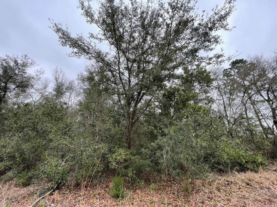 Details for 0 128 Avenue, WILLISTON, FL 32696