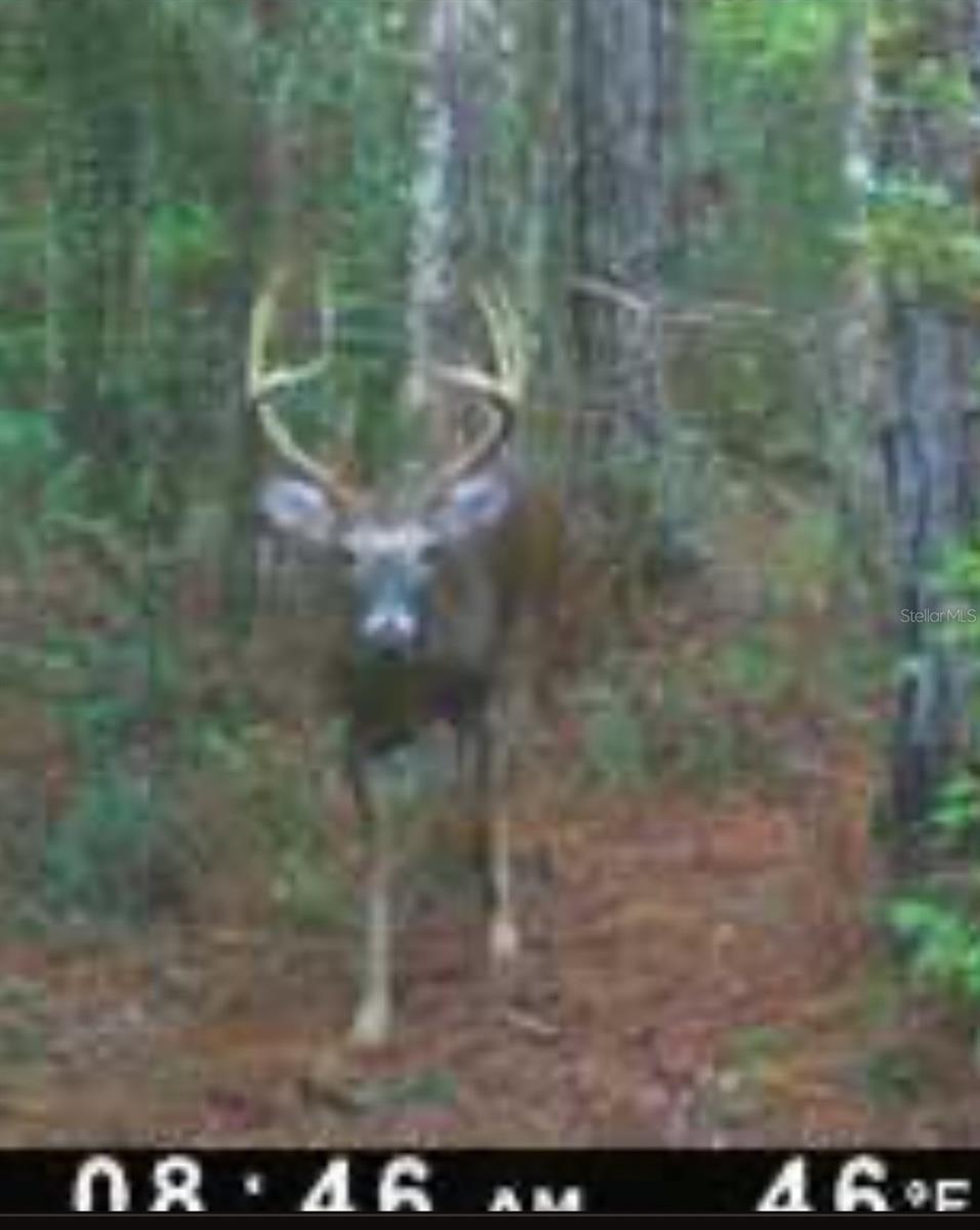 Image 74 of 93 For 210 Tucker Springs Road