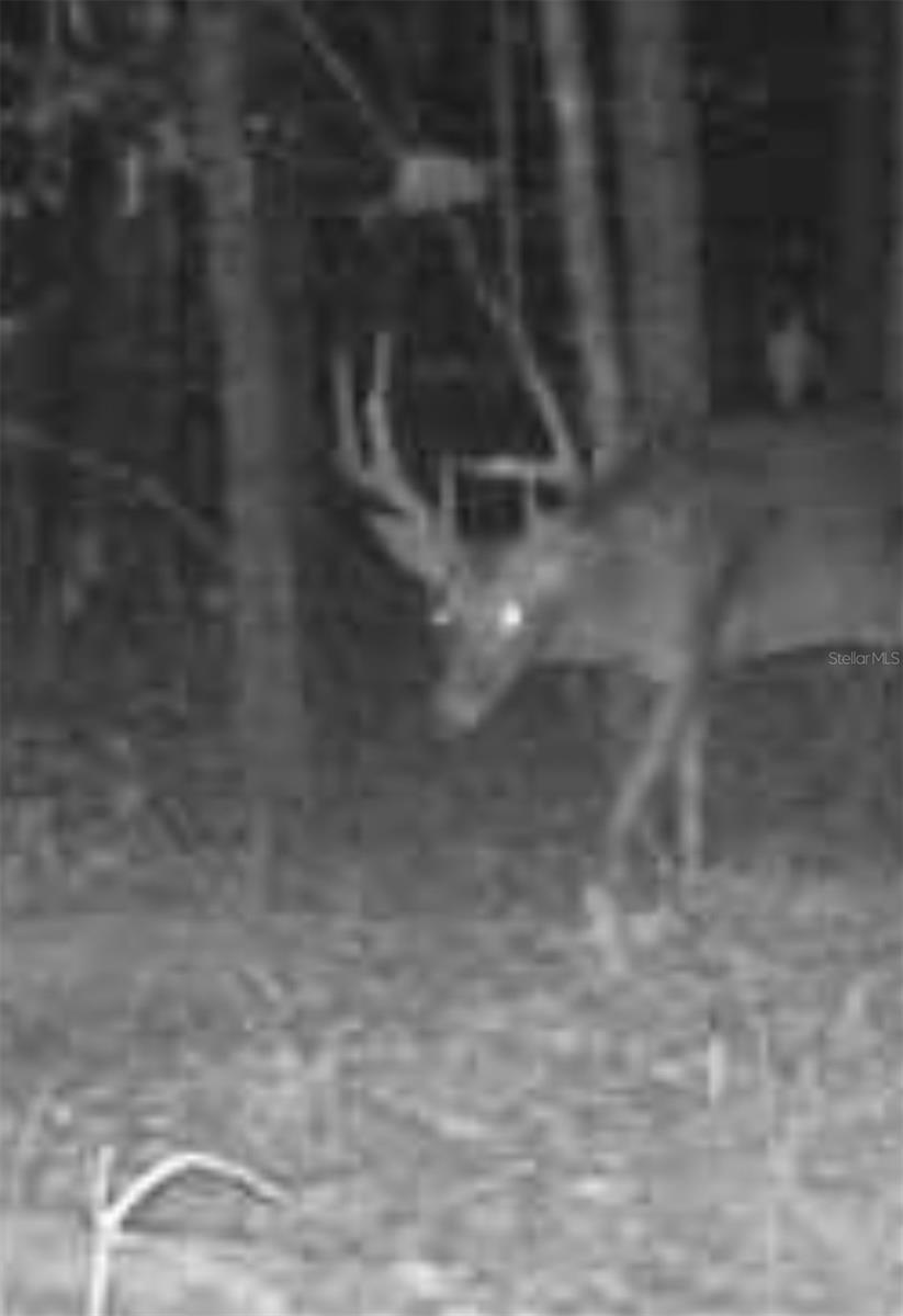 Image 75 of 93 For 210 Tucker Springs Road