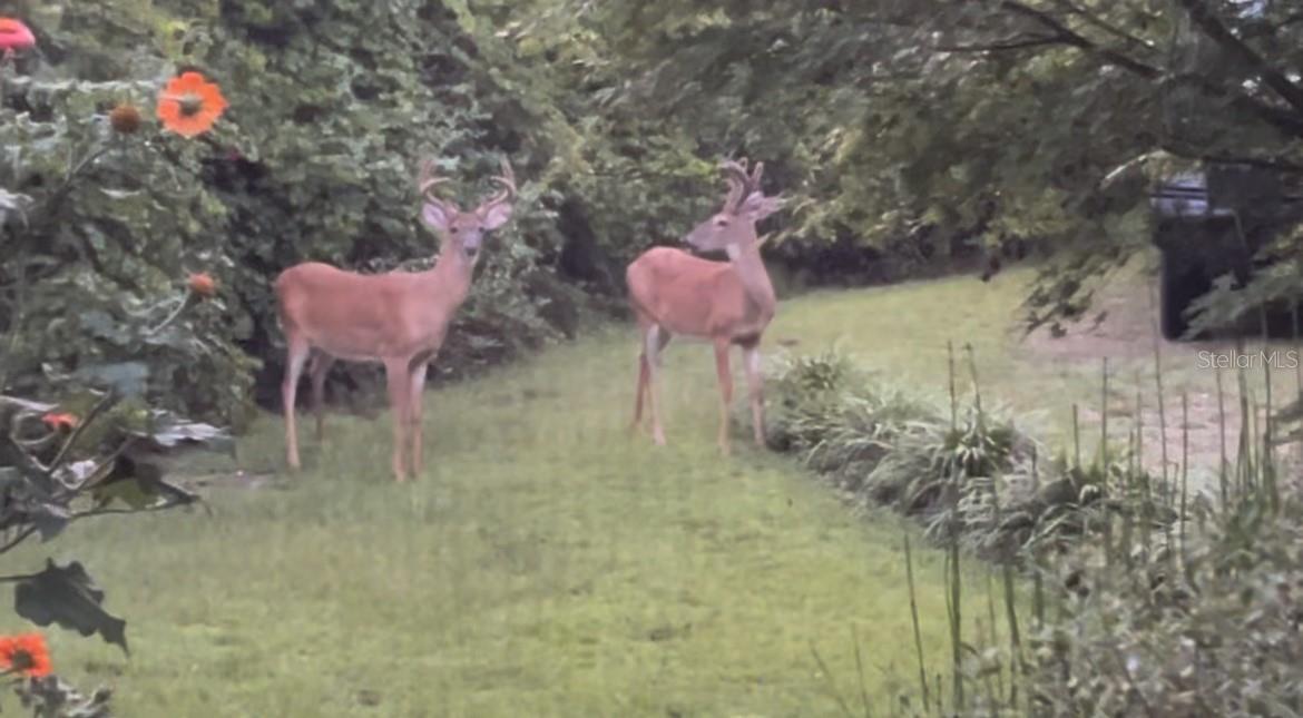 Image 80 of 93 For 210 Tucker Springs Road