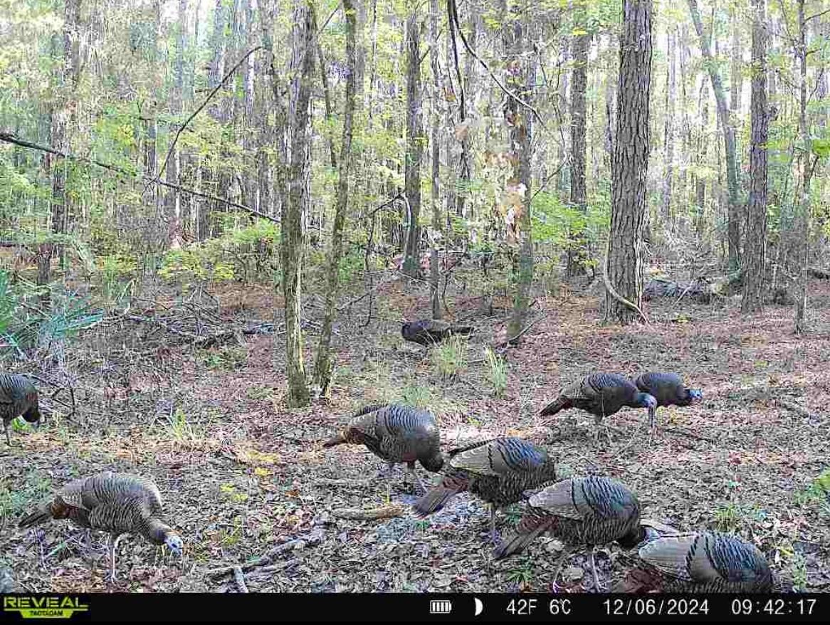 Image 81 of 93 For 210 Tucker Springs Road