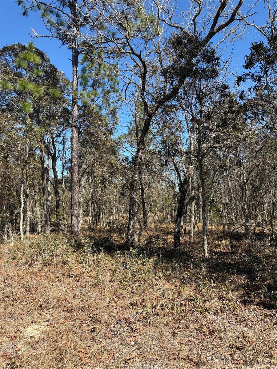 Listing Details for Tba 135th Court, DUNNELLON, FL 34431