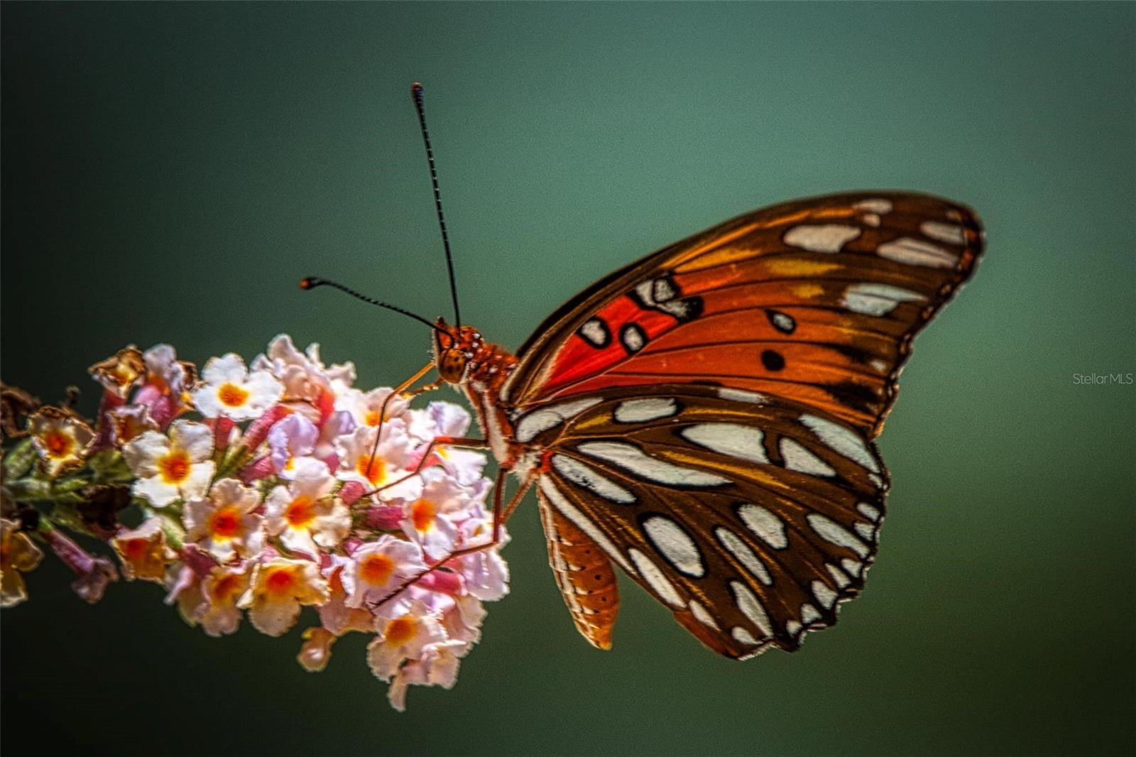 Image 36 of 47 For 615 Midway Drive B