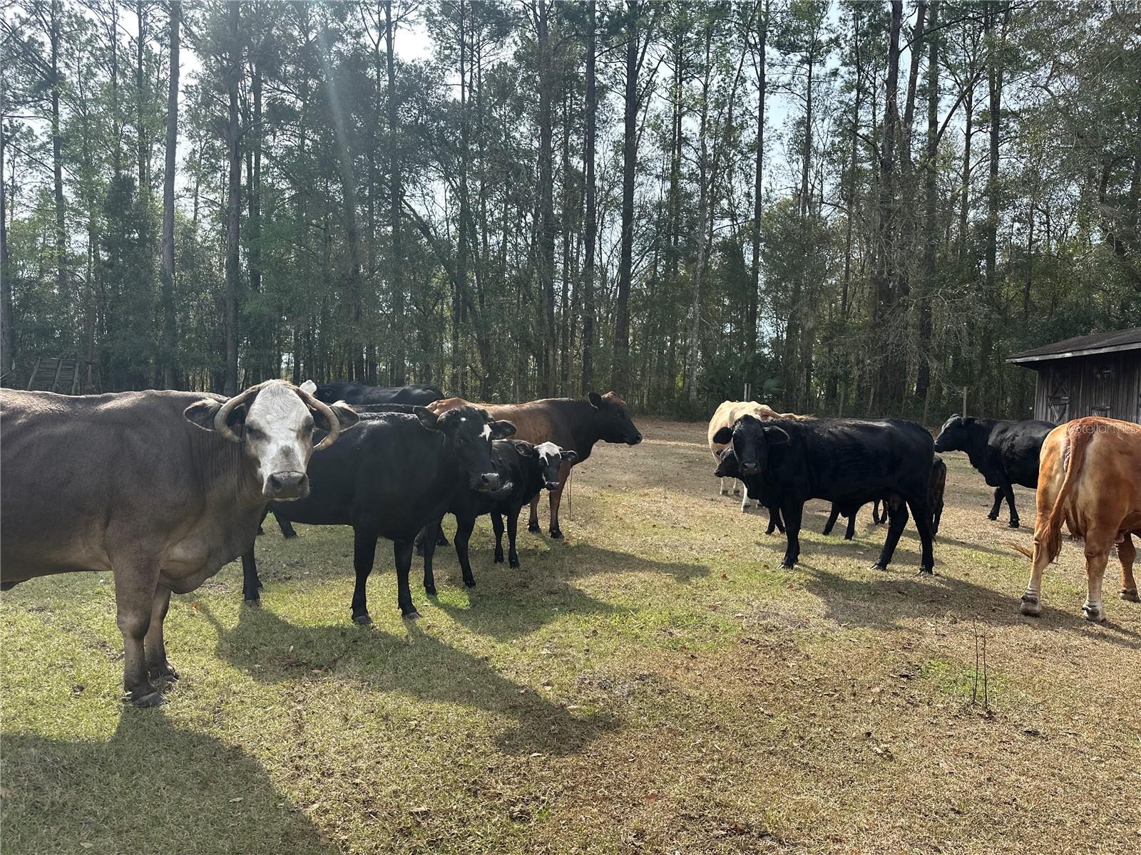 Image 4 of 17 For 10550 115th Avenue