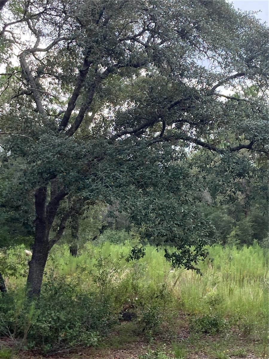 Image 6 of 8 For Tbd Sw 54th Street