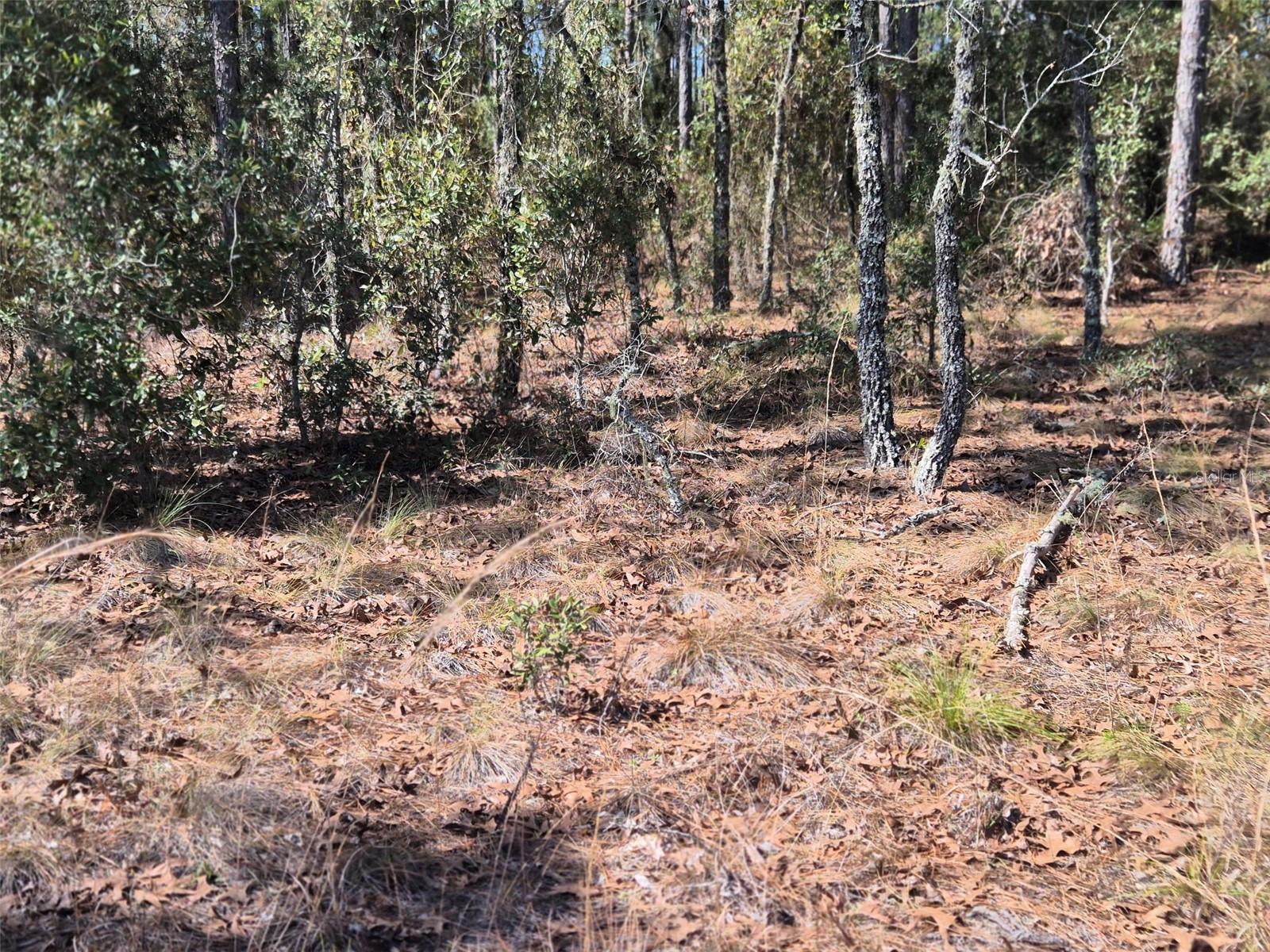 Image 5 of 11 For 00 137th Avenue