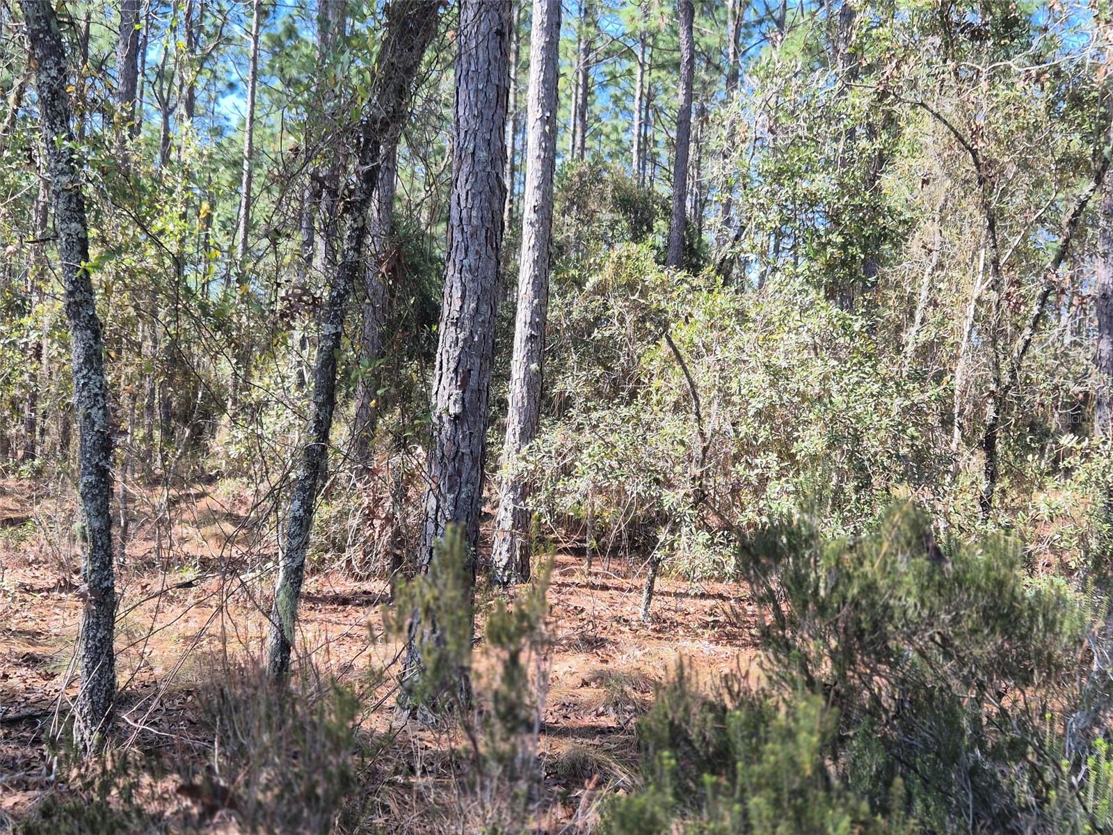 Image 7 of 11 For 00 137th Avenue