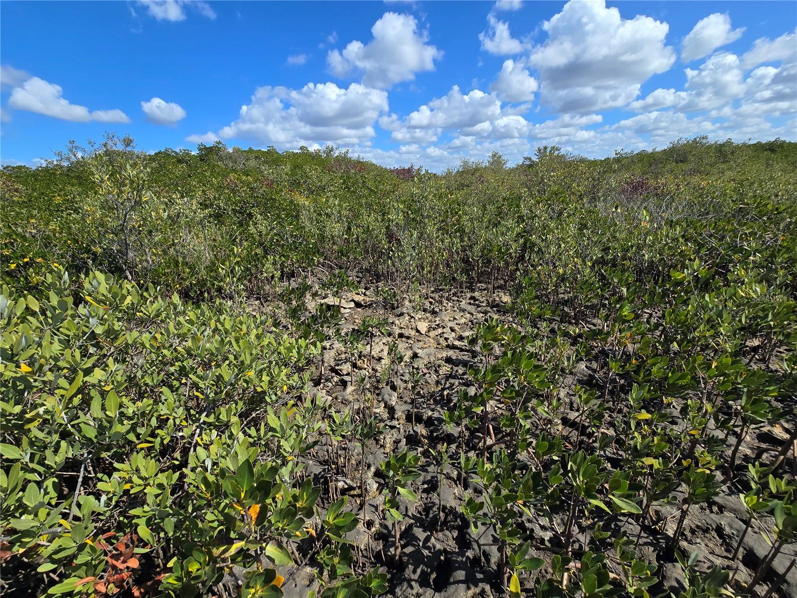 Image 40 of 59 For Address Not Provided