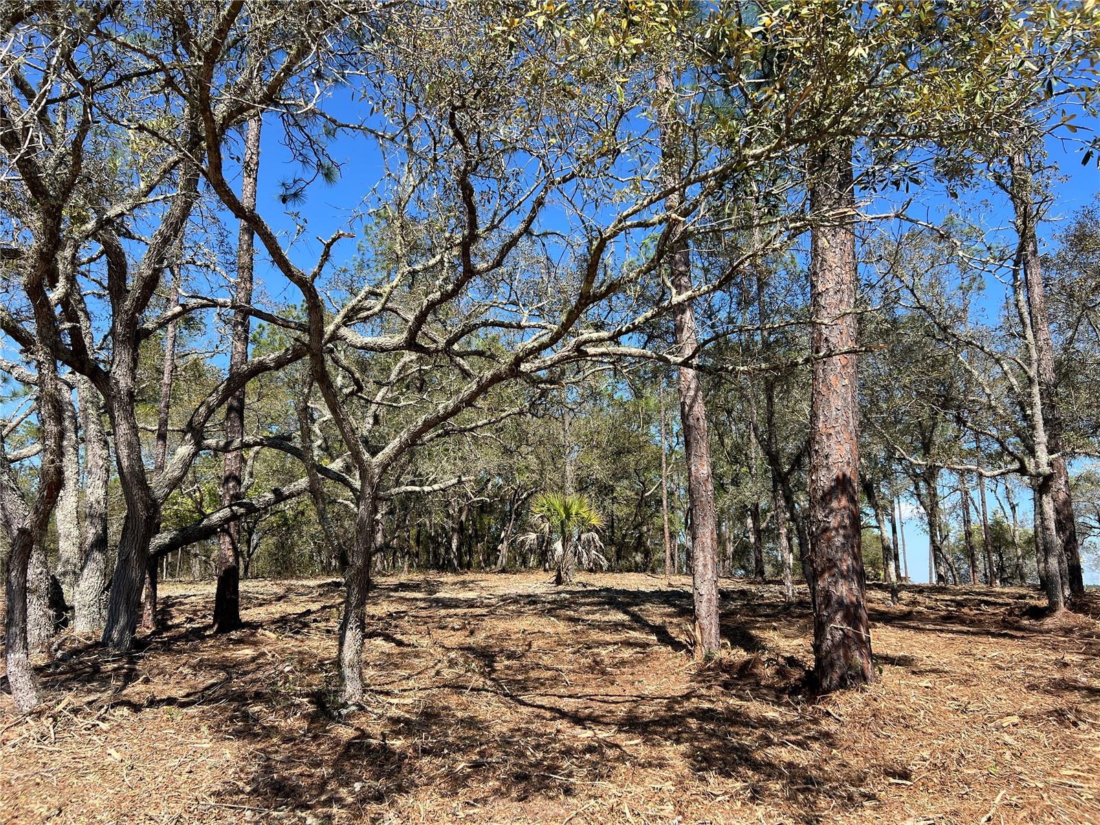 Image 9 of 27 For Lot 25 Timberlake Road