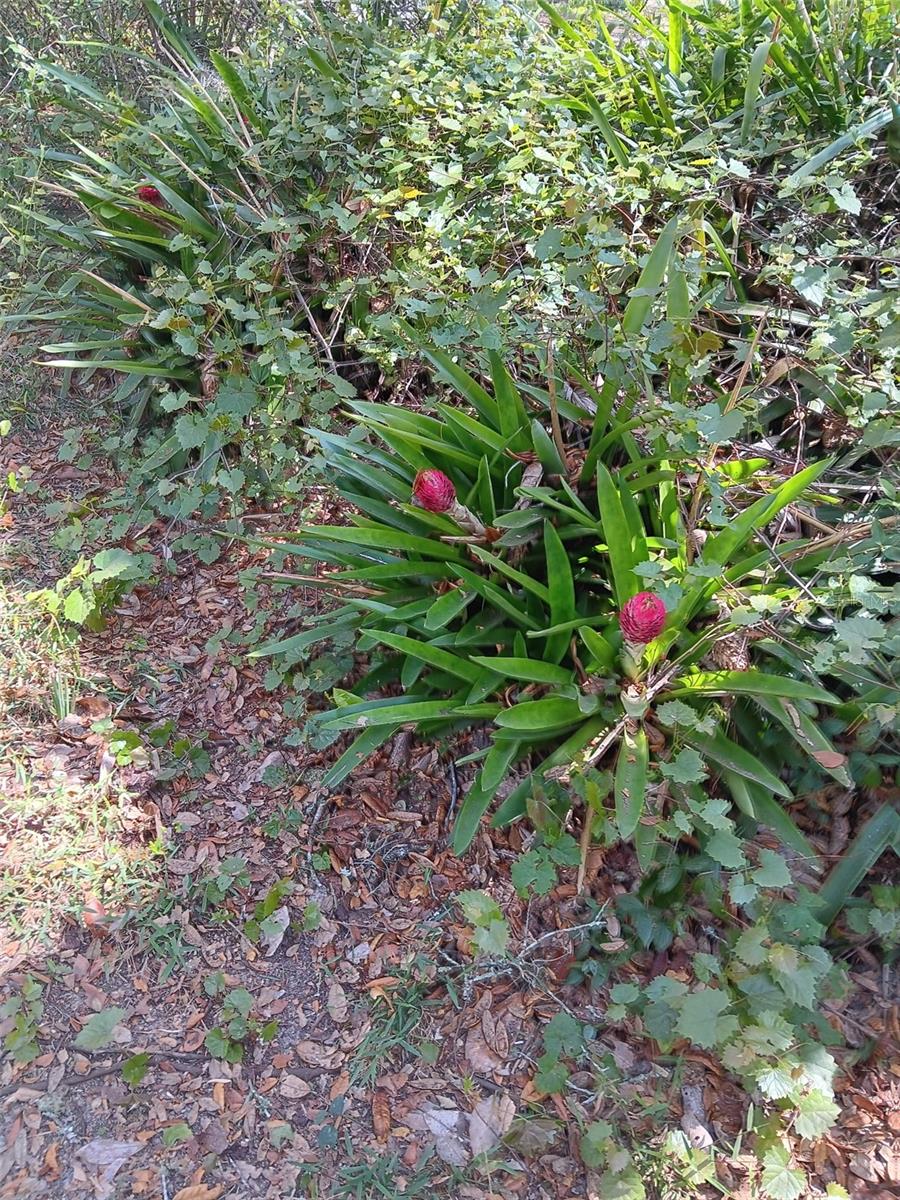 Image 8 of 12 For 17195 70th Street