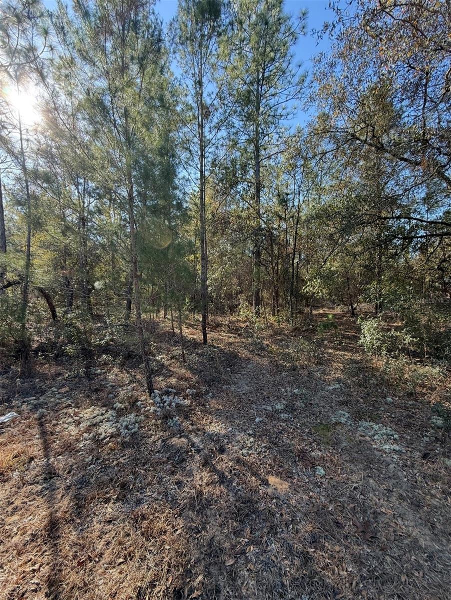 Image 11 of 12 For  Tbt 5th Way  