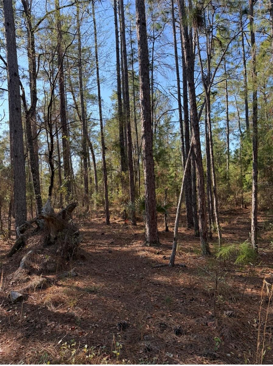 Image 9 of 12 For  Tbt 5th Way  