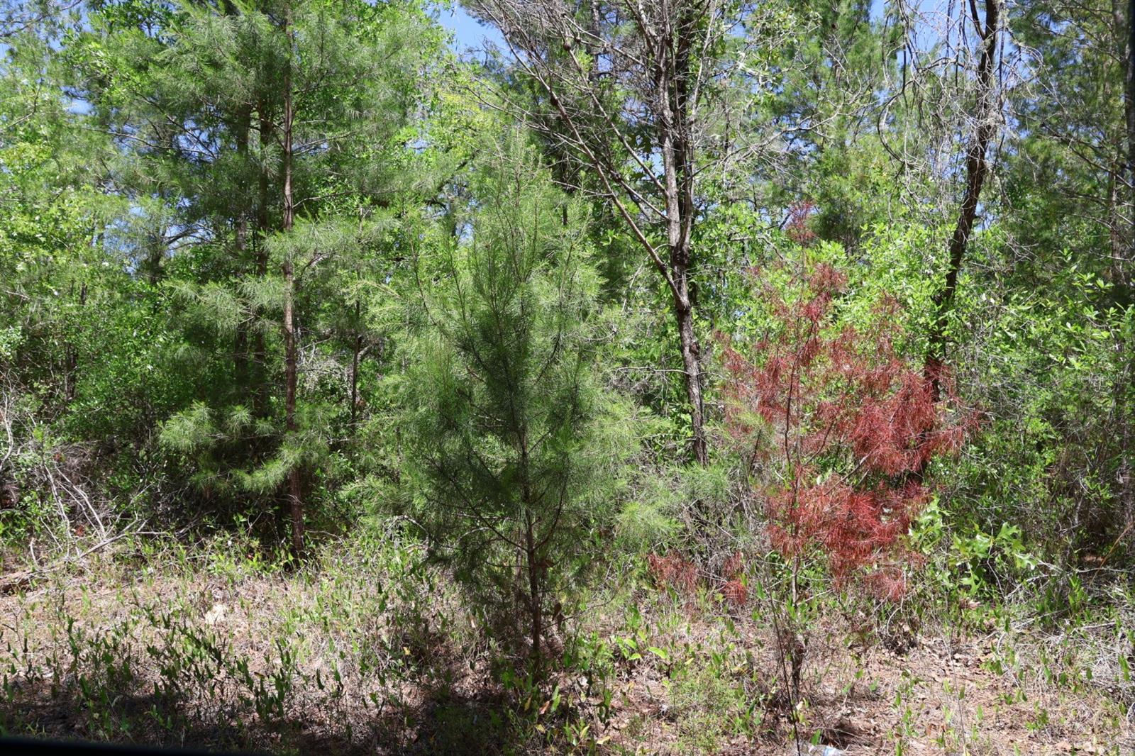 Details for Tbd 157th Lane, DUNNELLON, FL 34432