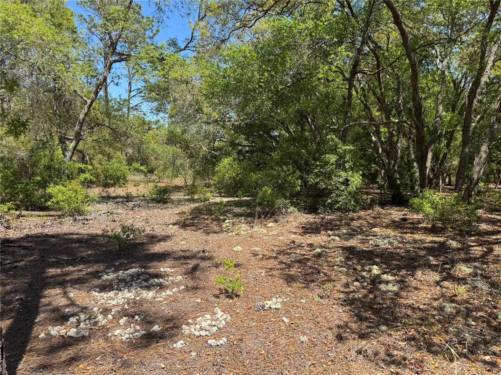 Image 8 of 34 For Lot 2 59th Lane