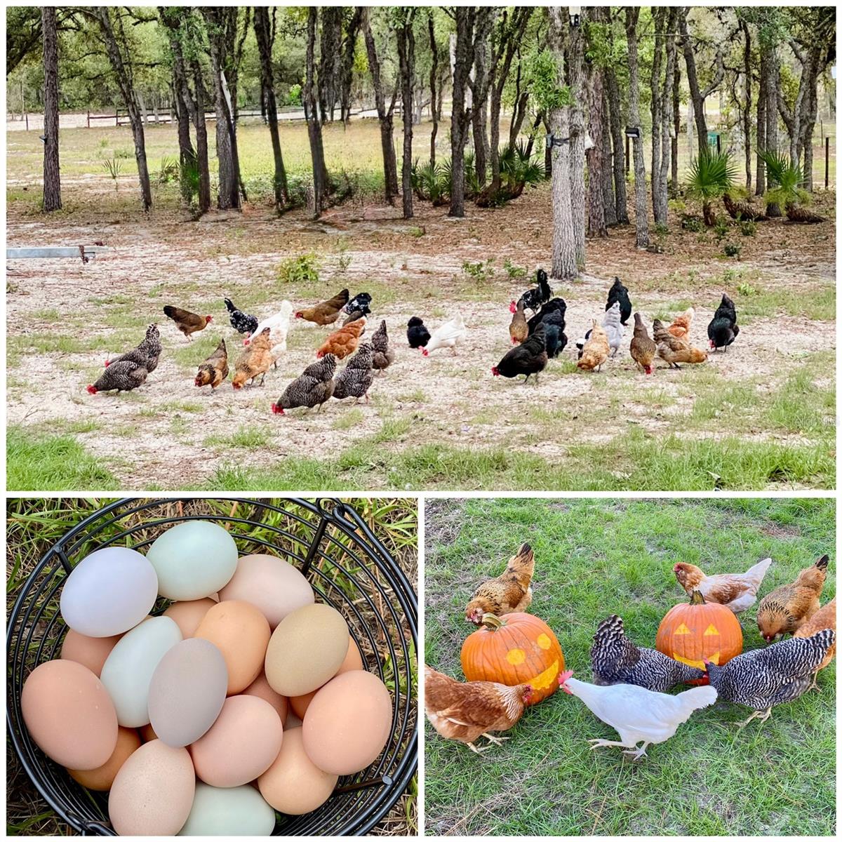 Image 93 of 99 For 6254 Peking Court