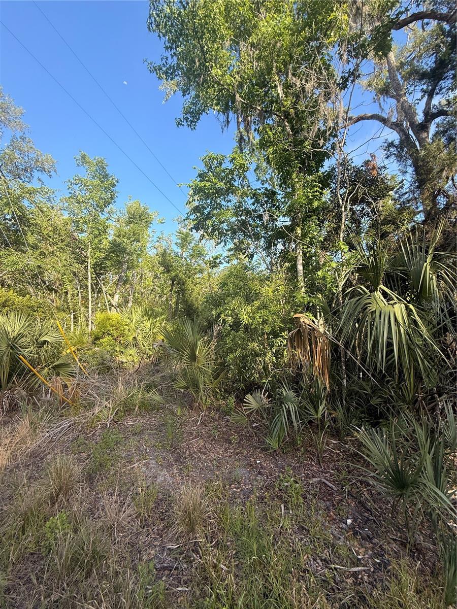 Image 10 of 14 For 10274 Ozello Trail