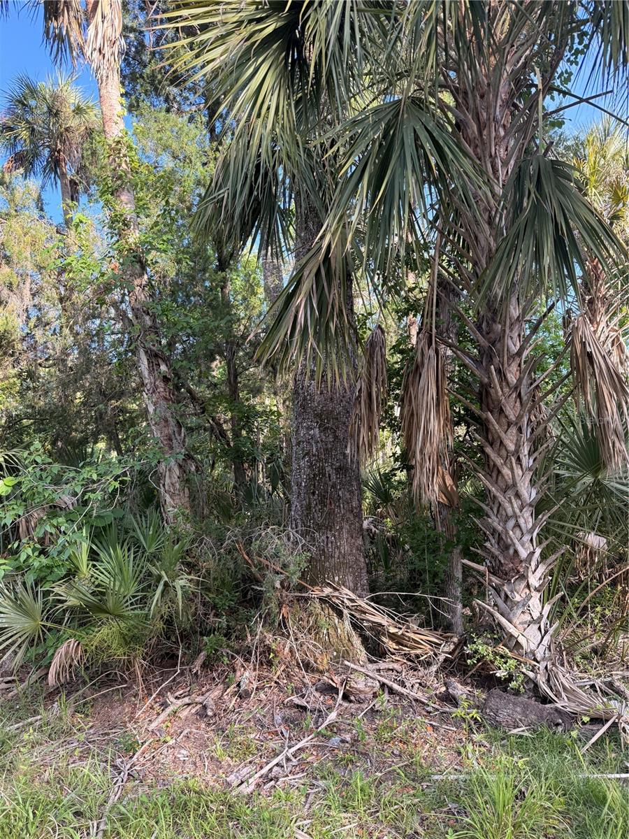 Image 4 of 14 For 10274 Ozello Trail