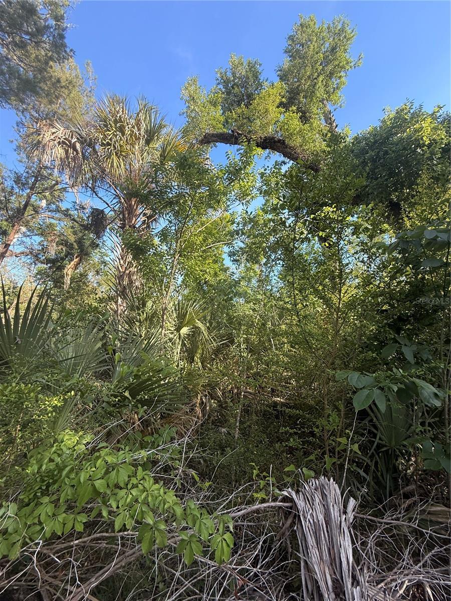 Image 5 of 14 For 10274 Ozello Trail