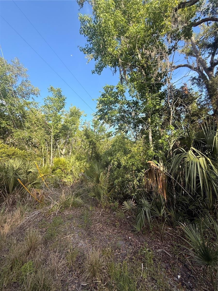 Image 7 of 14 For 10274 Ozello Trail