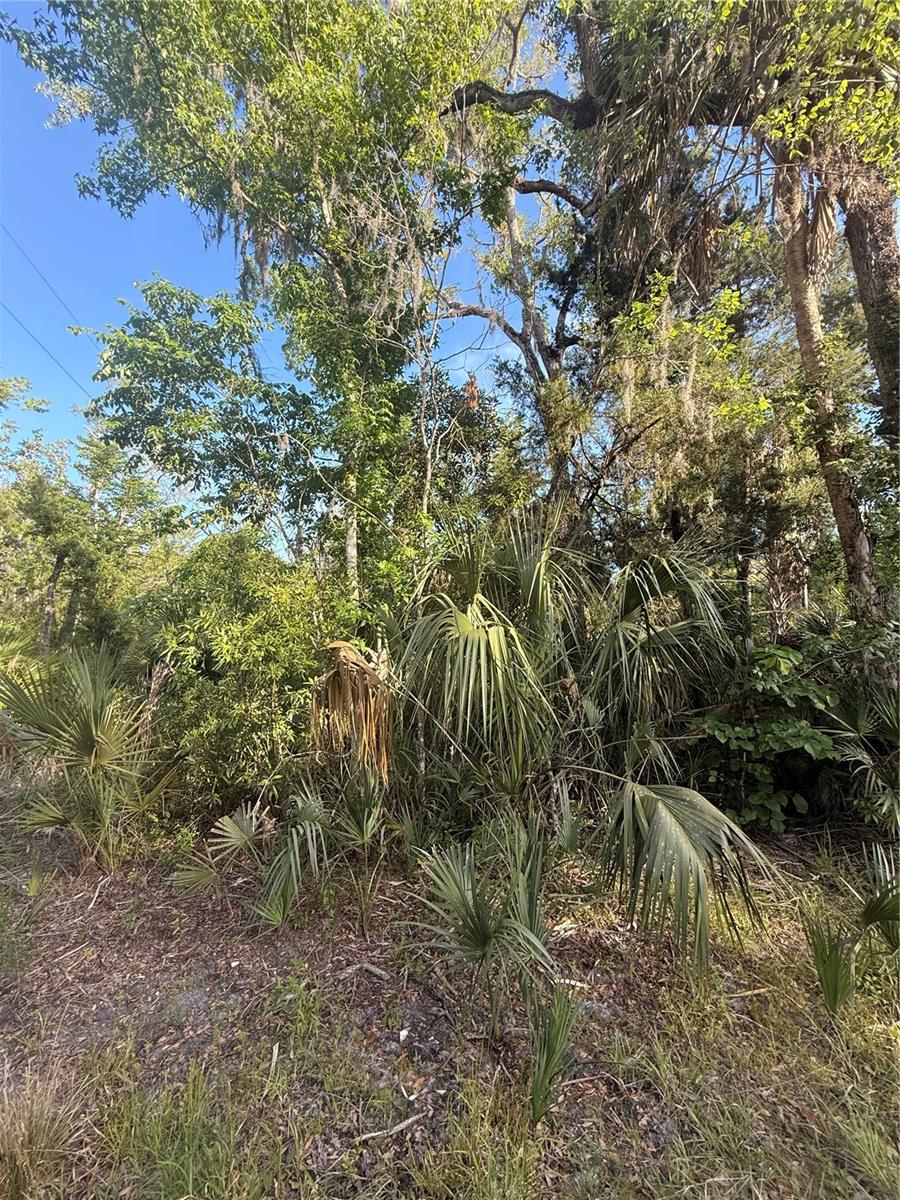 Image 8 of 14 For 10274 Ozello Trail