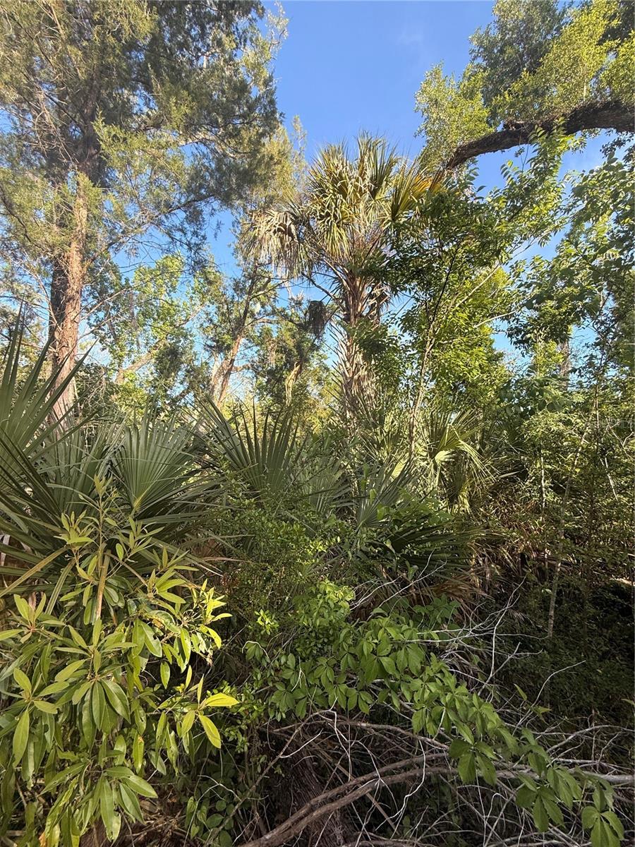 Image 9 of 14 For 10274 Ozello Trail